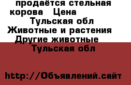 продаётся стельная корова › Цена ­ 125 000 - Тульская обл. Животные и растения » Другие животные   . Тульская обл.